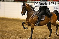 09buck-1271 proof