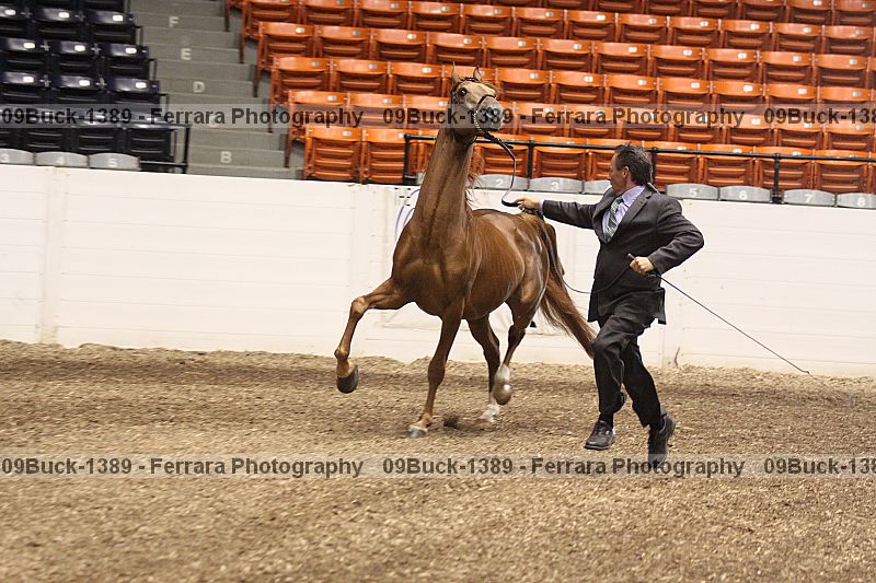 Proof 09buck-1389