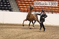 09buck-1389 proof