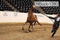 09buck-1390 proof