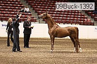 09buck-1392 proof