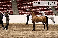 09buck-1408 proof