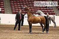09buck-1409 proof