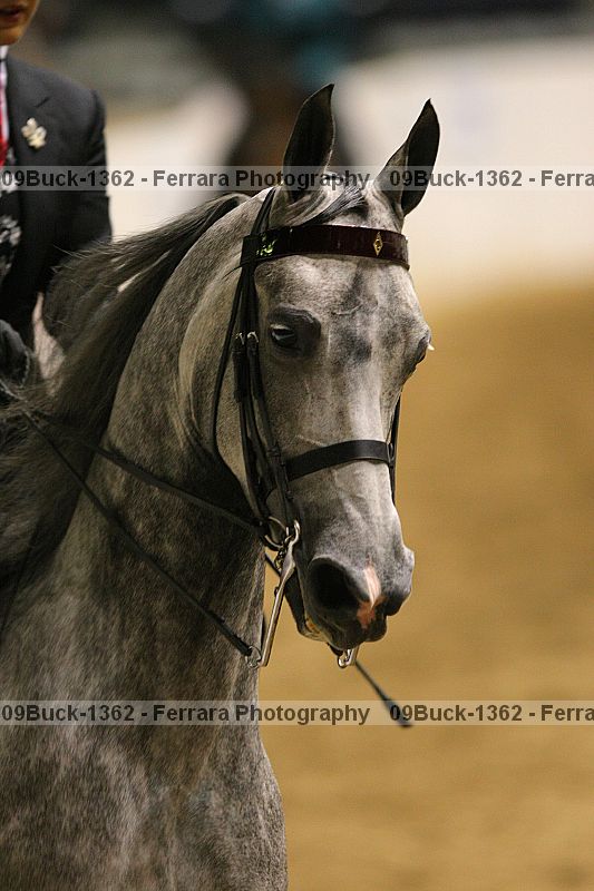 Proof 09buck-1362