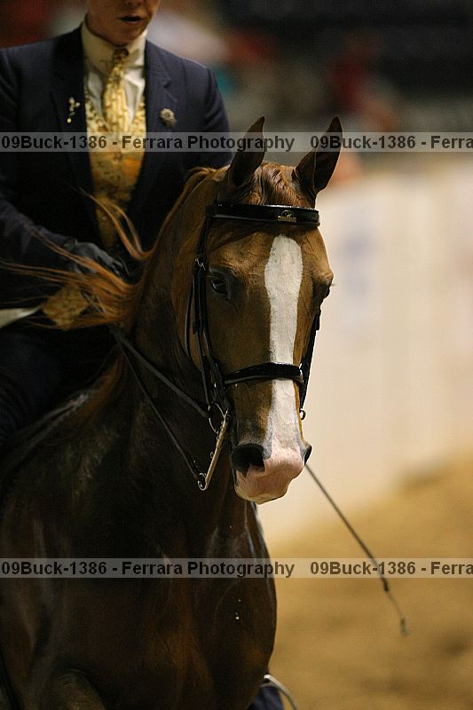 Proof 09buck-1386