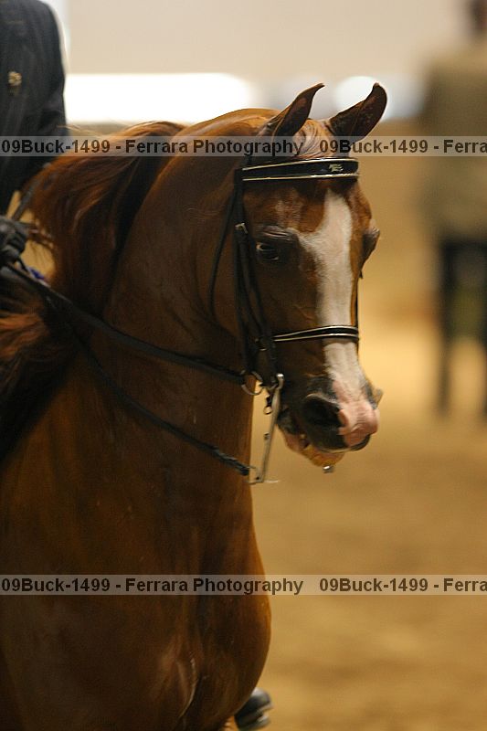 Proof 09buck-1499