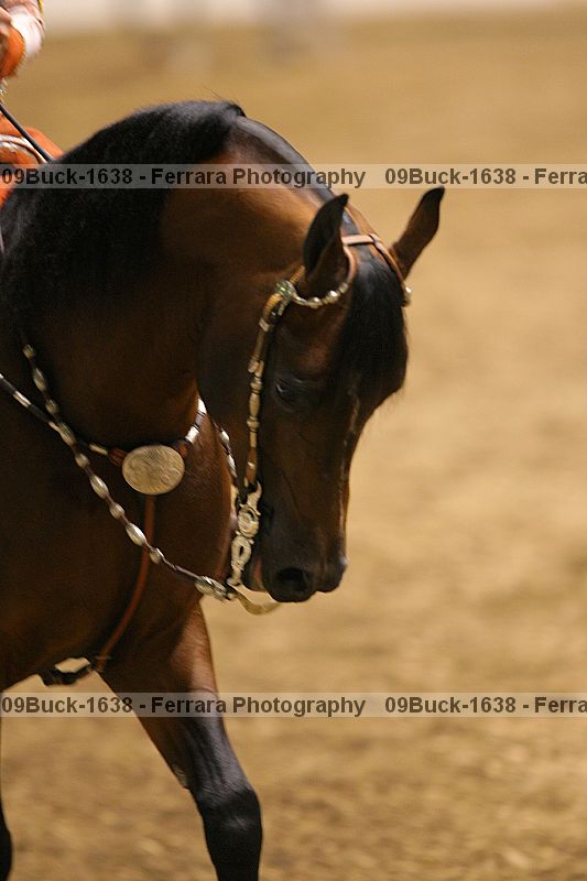 Proof 09buck-1638