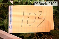 09buck-2109 proof