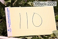 09buck-2229 proof