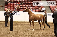 09buck-2233 proof