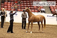 09buck-2234 proof