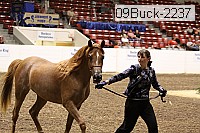 09buck-2237 proof