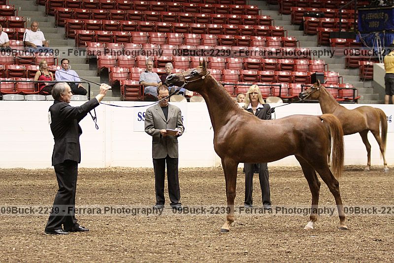 Proof 09buck-2239