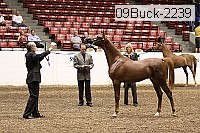 09buck-2239 proof