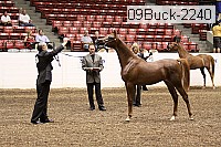 09buck-2240 proof