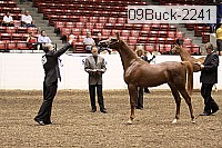 09buck-2241 proof