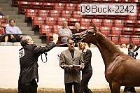 09buck-2242 proof