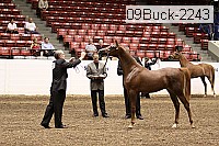 09buck-2243 proof