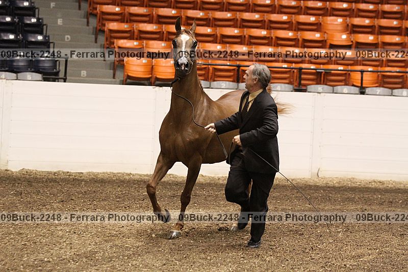 Proof 09buck-2248
