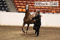 09buck-2248 proof