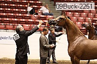 09buck-2251 proof