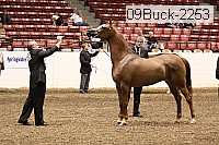 09buck-2253 proof