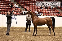 09buck-2254 proof