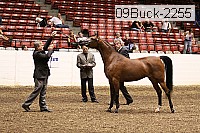 09buck-2255 proof