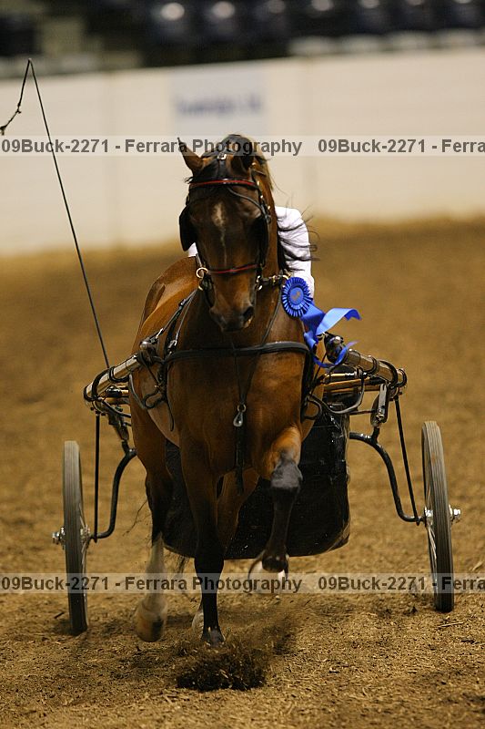 Proof 09buck-2271