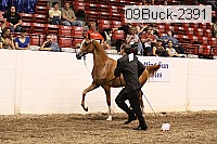 09buck-2391 proof