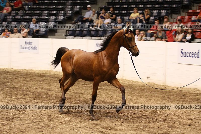 Proof 09buck-2394