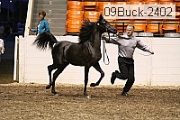 09buck-2402 proof