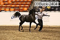 09buck-2404 proof