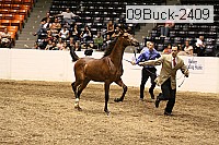 09buck-2409 proof