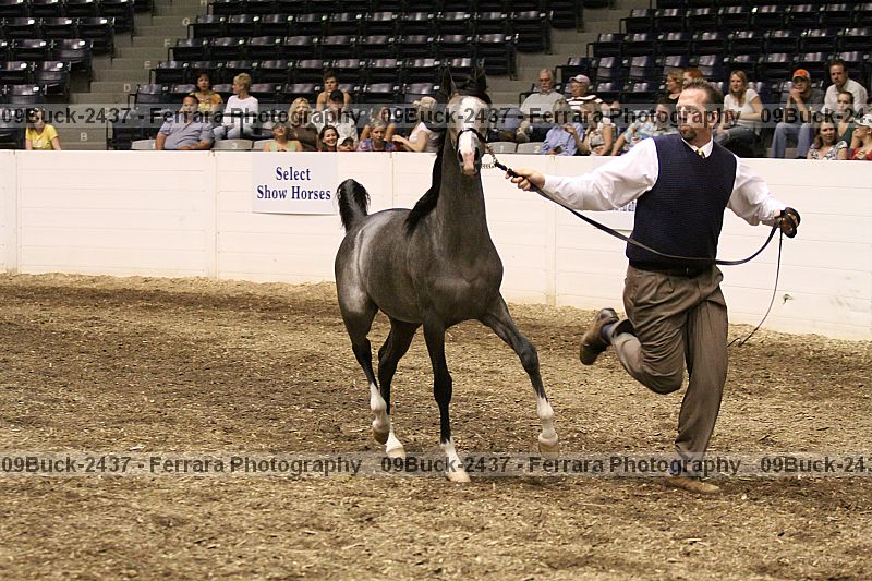 Proof 09buck-2437