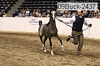 09buck-2437 proof
