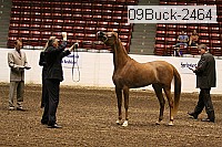 09buck-2464 proof