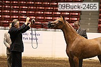 09buck-2465 proof