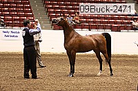 09buck-2471 proof