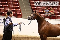 09buck-2472 proof