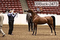 09buck-2473 proof