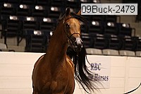 09buck-2479 proof
