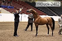 09buck-2482 proof