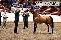 09buck-2484 proof