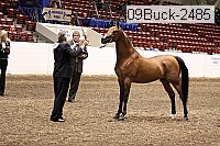 09buck-2485 proof