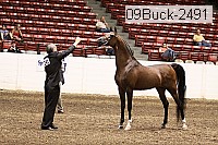 09buck-2491 proof
