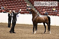 09buck-2492 proof