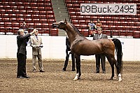 09buck-2495 proof
