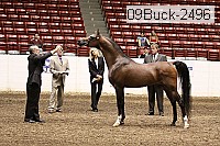 09buck-2496 proof