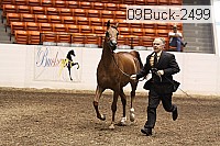 09buck-2499 proof